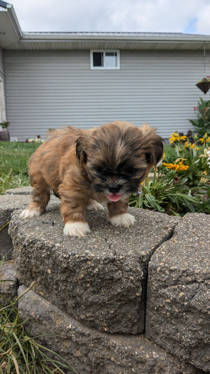 SHIH TZU (06/23) MALE