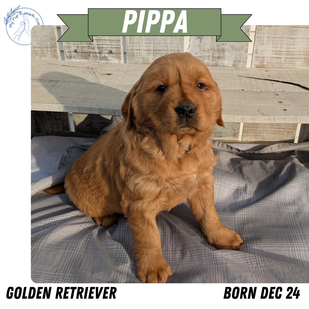 GOLDEN RETRIEVER (12/24) FEMALE