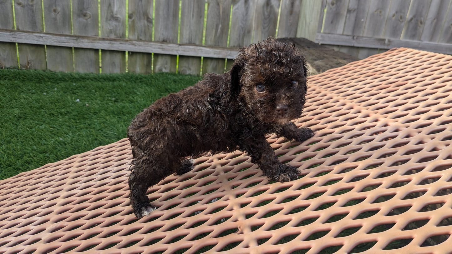 COCKAPOO (06/28) FEMALE