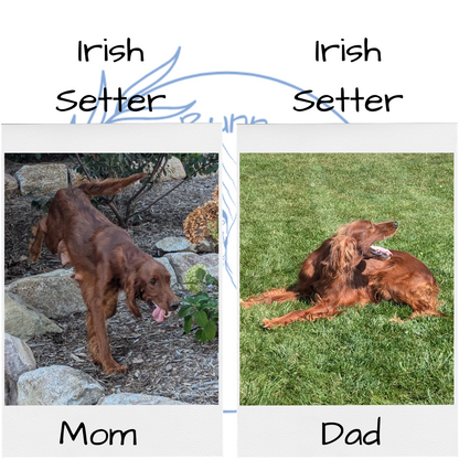 IRISH SETTER (07/20) MALE