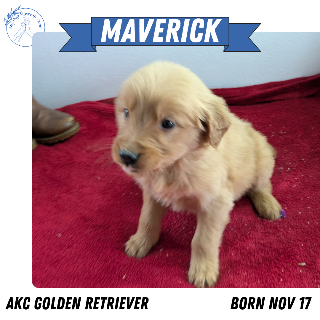 GOLDEN RETRIEVER (11/17) MALE