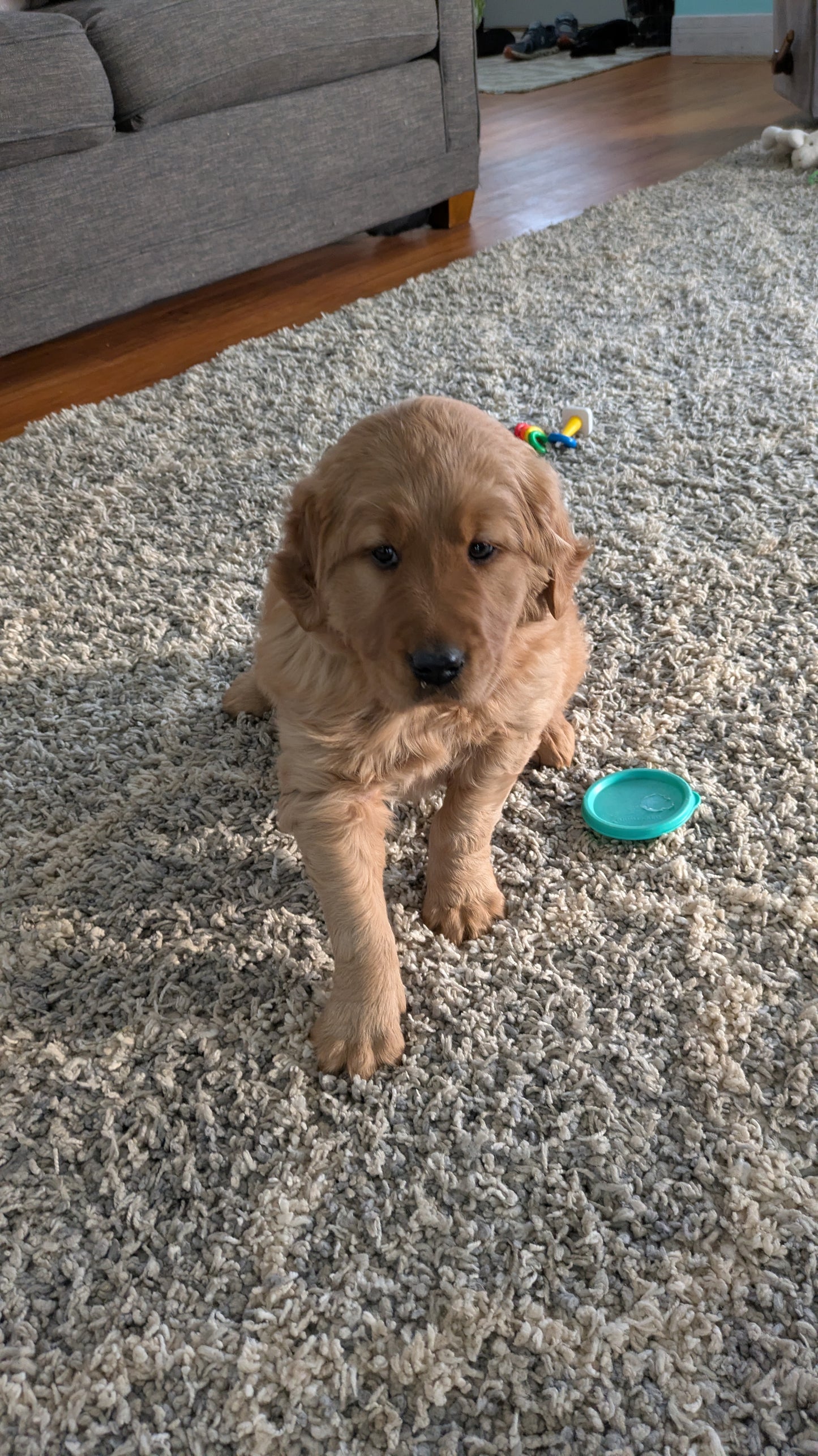 GOLDEN RETRIEVER (10/22) FEMALE