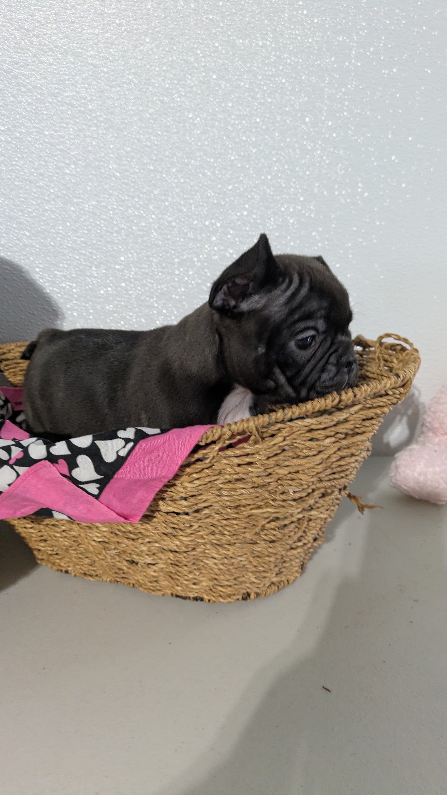 FRENCHTON (12/24) FEMALE