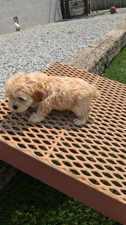 COCKAPOO (06/28) MALE