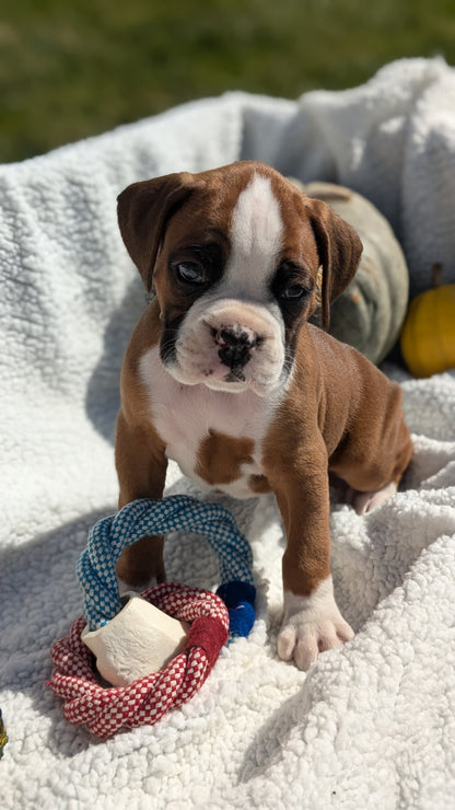 BOXER (08/27) MALE