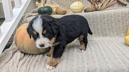 BERNESE MOUNTAIN DOG (08/18) MALE