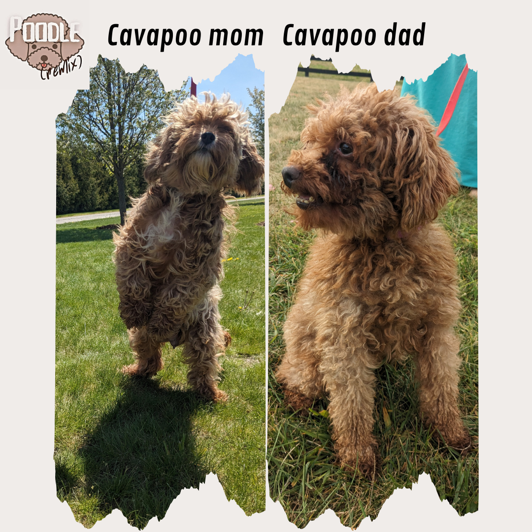 CAVAPOO (03/17) FEMALE