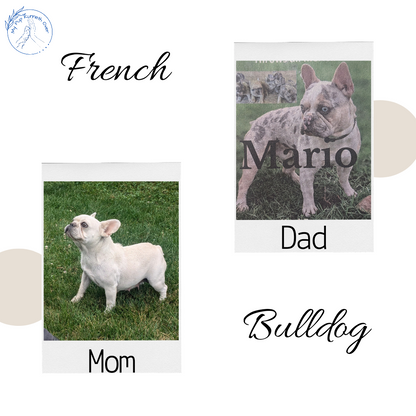 FRENCH BULLDOG (04/17) FEMALE