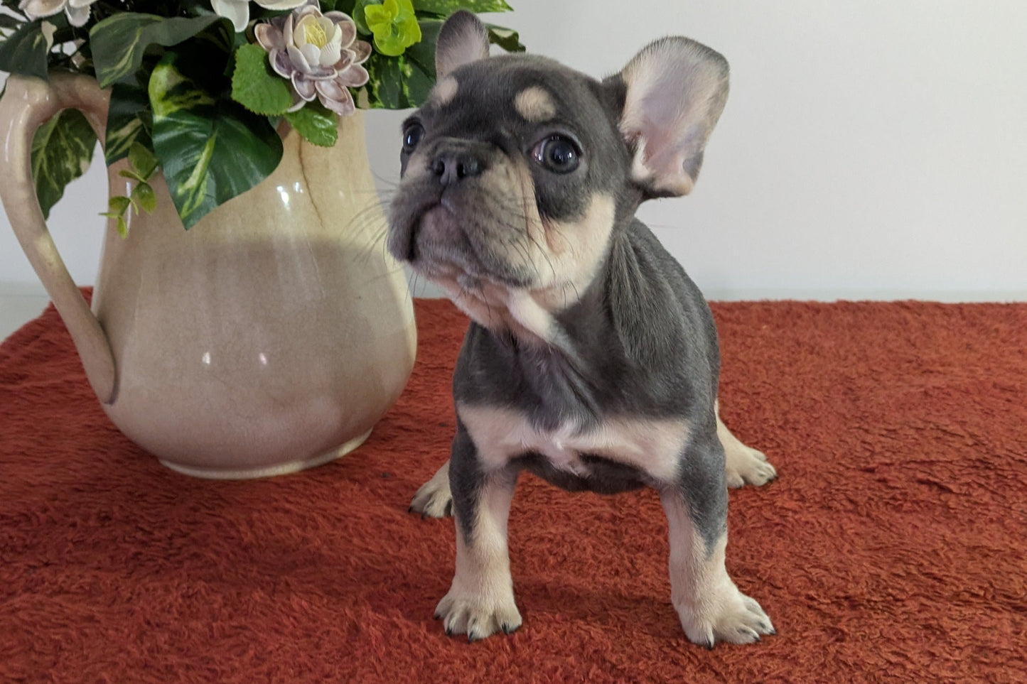 FRENCH BULLDOG (12/21) FEMALE