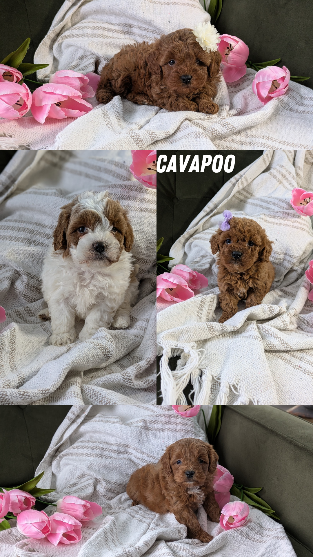 CAVAPOO (01/10) MALE