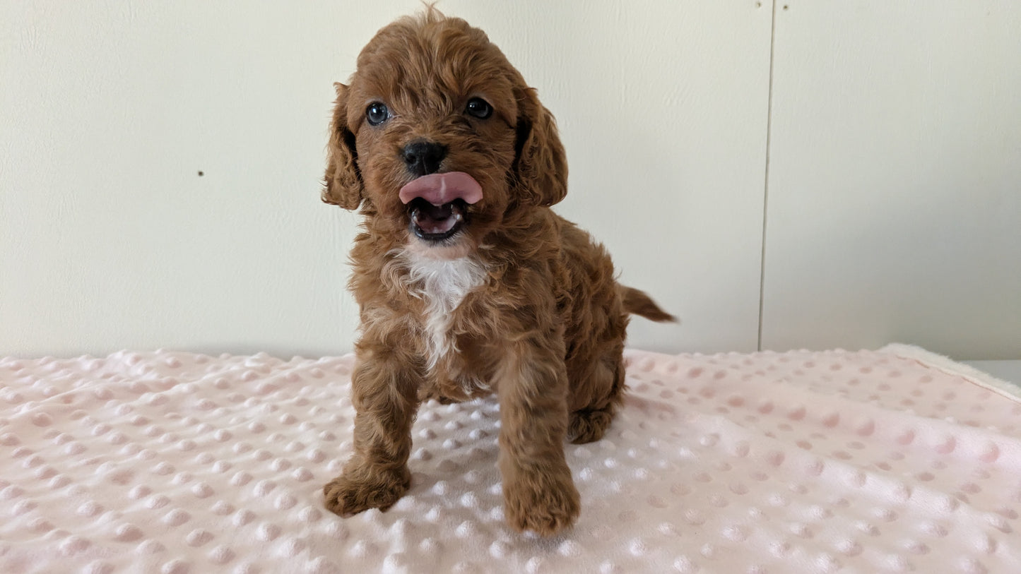 CAVAPOO (12/31) FEMALE