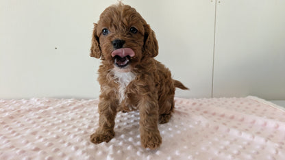 CAVAPOO (12/31) FEMALE