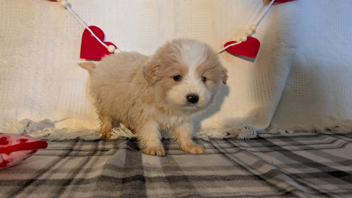 SAMOYED (12/14) FEMALE