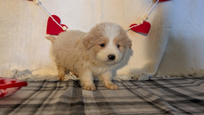 SAMOYED (12/14) FEMALE