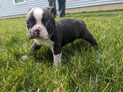 BOSTON TERRIER (02/04) MALE