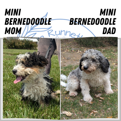 MINI BERNEDOODLE (11/28) MALE