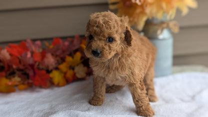 DOXIEPOO (08/19) FEMALE