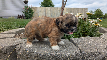 SHIH TZU (06/23) MALE