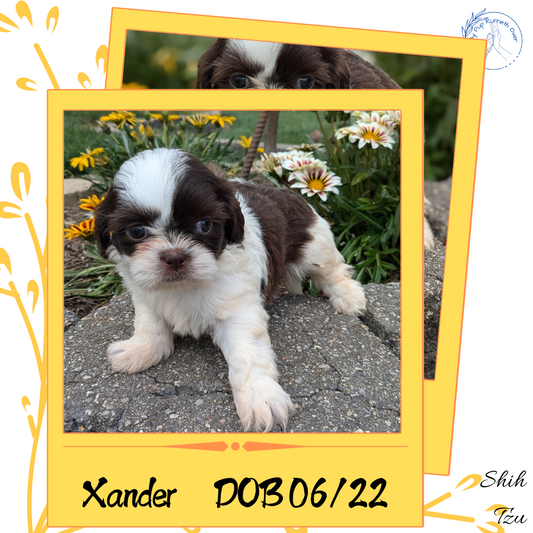 SHIH TZU (06/22) MALE