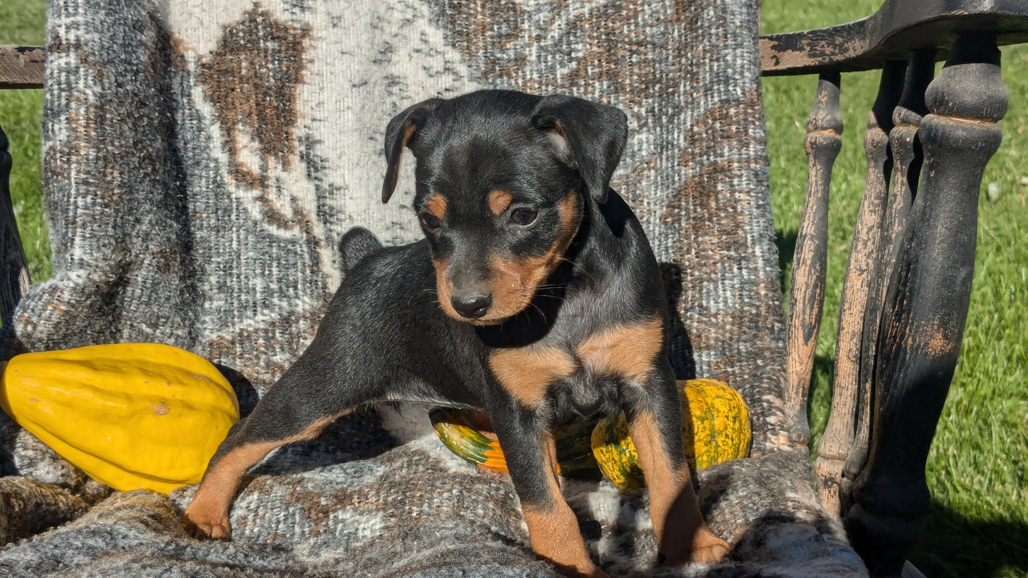 MINI PINSCHER (08/24) FEMALE