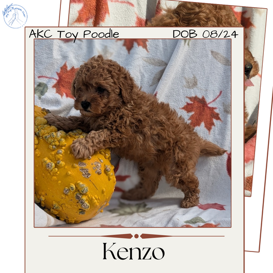 TOY POODLE (08/24) MALE