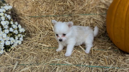 POMSKY-POO (08/13) MALE