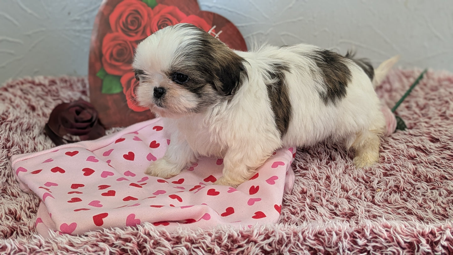 SHIH TZU (12/08) FEMALE