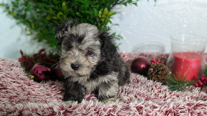 SHIHPOO (10/27) MALE