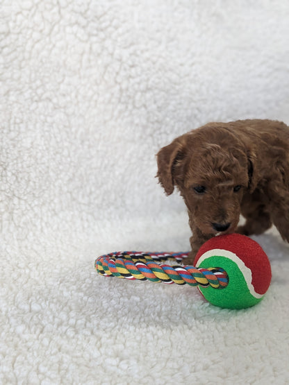 TOY POODLES (02/23/24) MALE