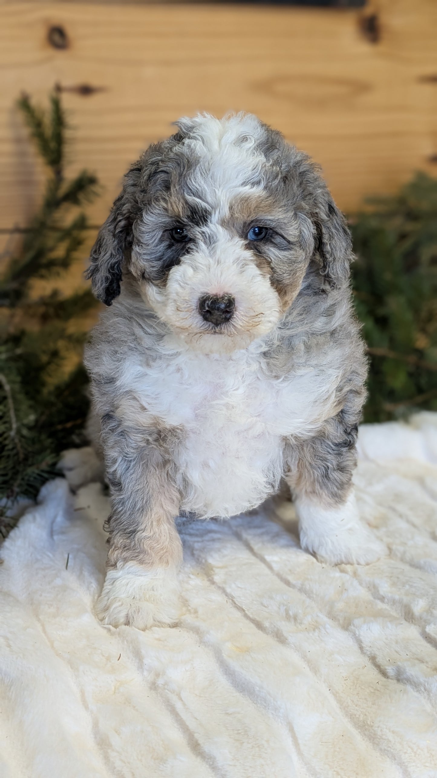 MINI BERNEDOODLE (11/28) MALE