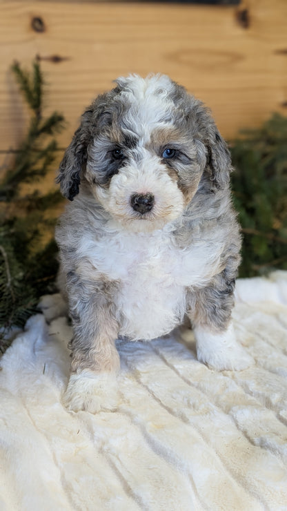 MINI BERNEDOODLE (11/28) MALE