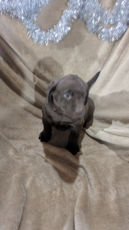 LABRADOR RETRIEVER (10/17) FEMALE