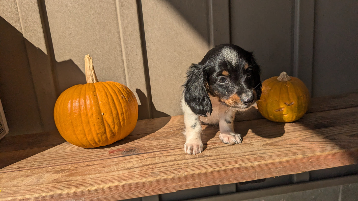 MINI DACHSHUND (07/22) MALE