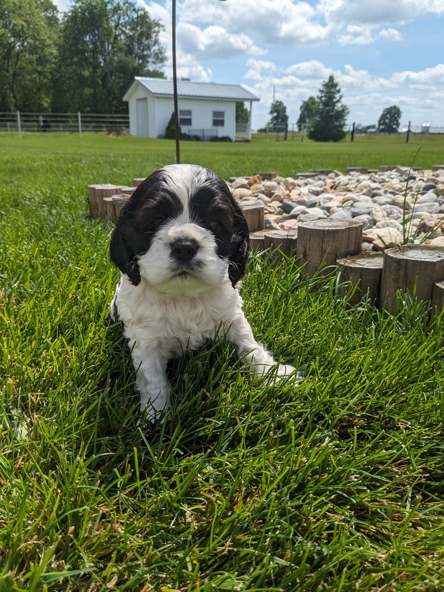 COCKER SPANIEL (05/01) FEMALE