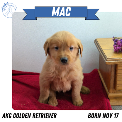 GOLDEN RETRIEVER (11/17) MALE