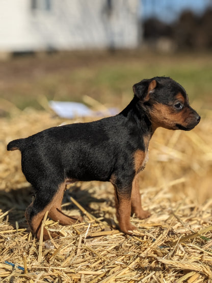 MINI PINSCHER (1/11) FEMALE