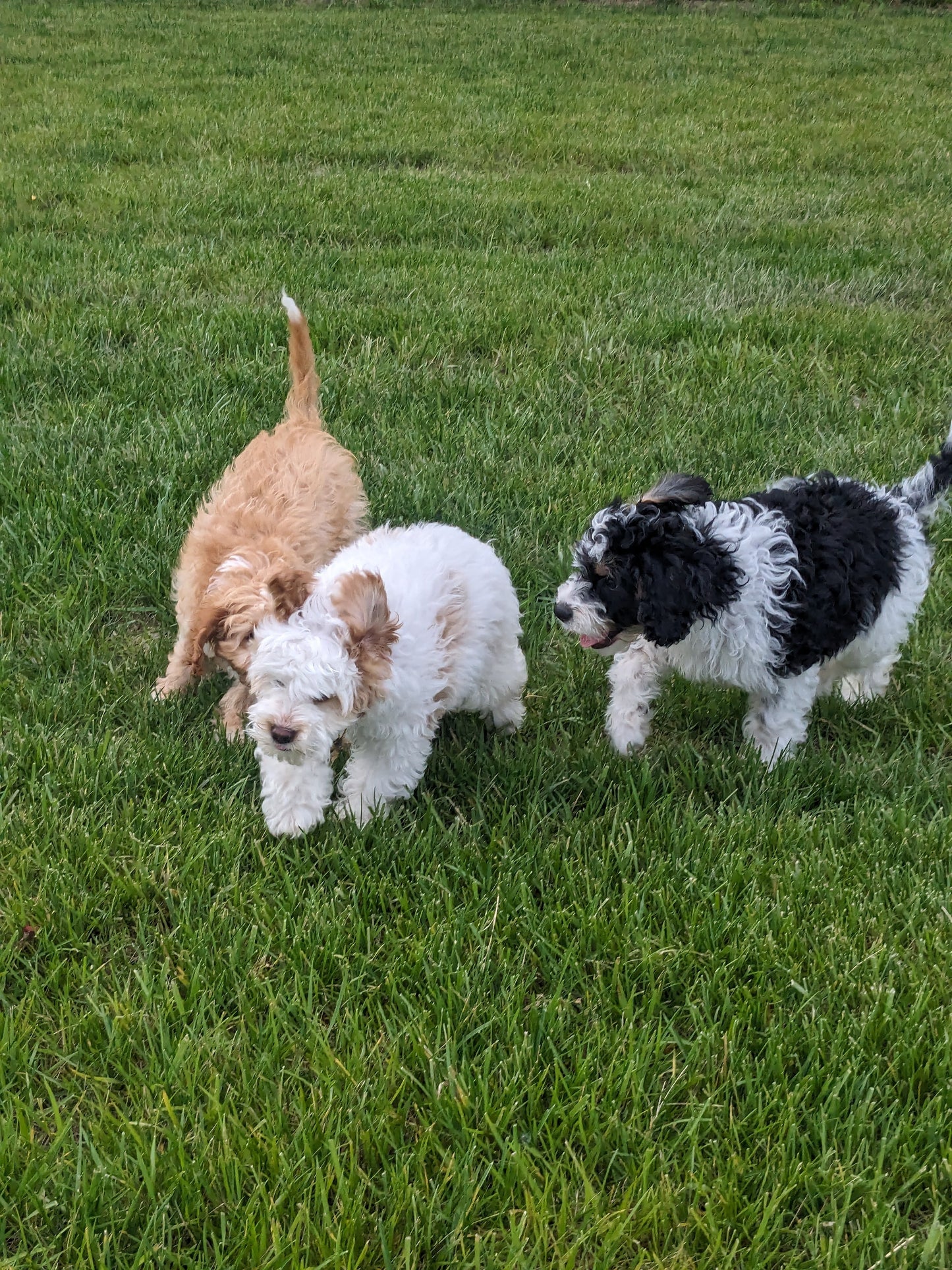 CAVAPOO (03/07) MALE