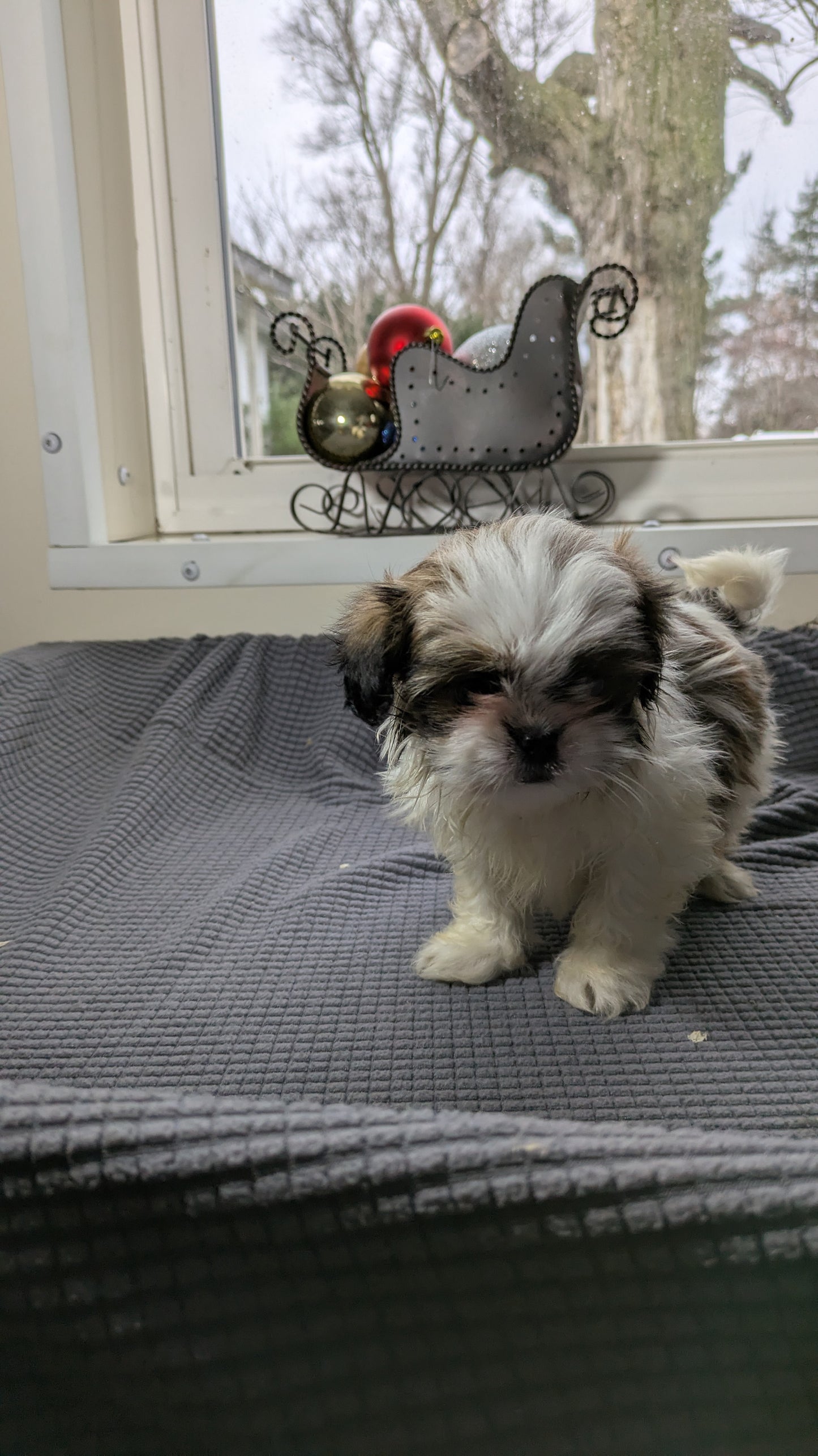 SHIH TZU (10/30) MALE