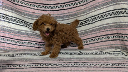 TOY POODLE (11/02) FEMALE