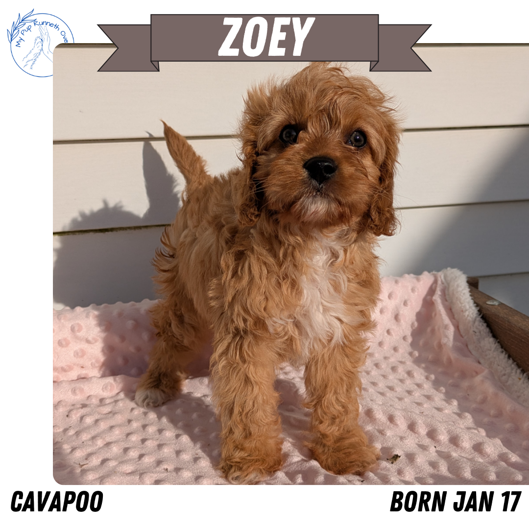 CAVAPOO (01/17) FEMALE