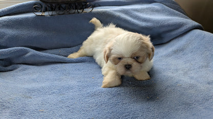 SHIH TZU (10/28) FEMALE