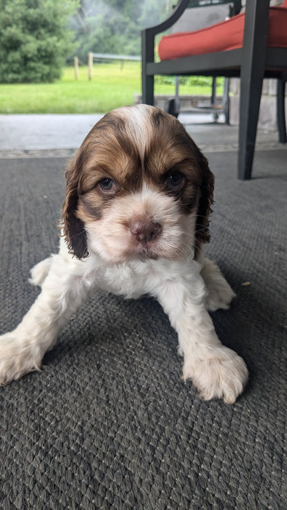 COCKER SPANIEL (05/30) FEMALE