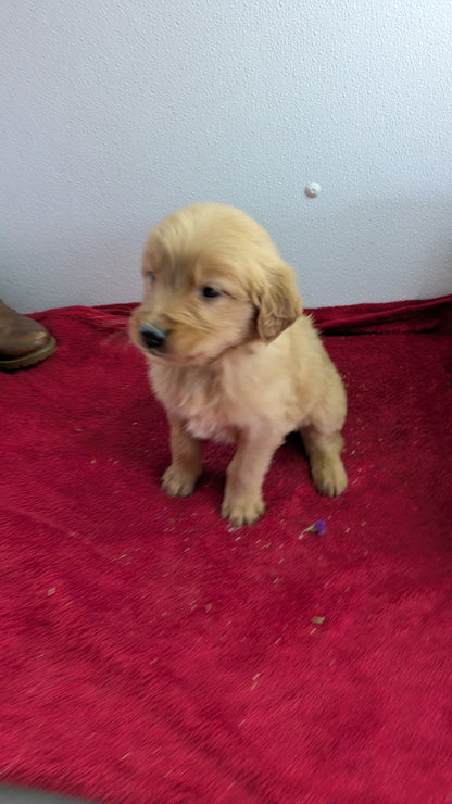 GOLDEN RETRIEVER (11/17) MALE