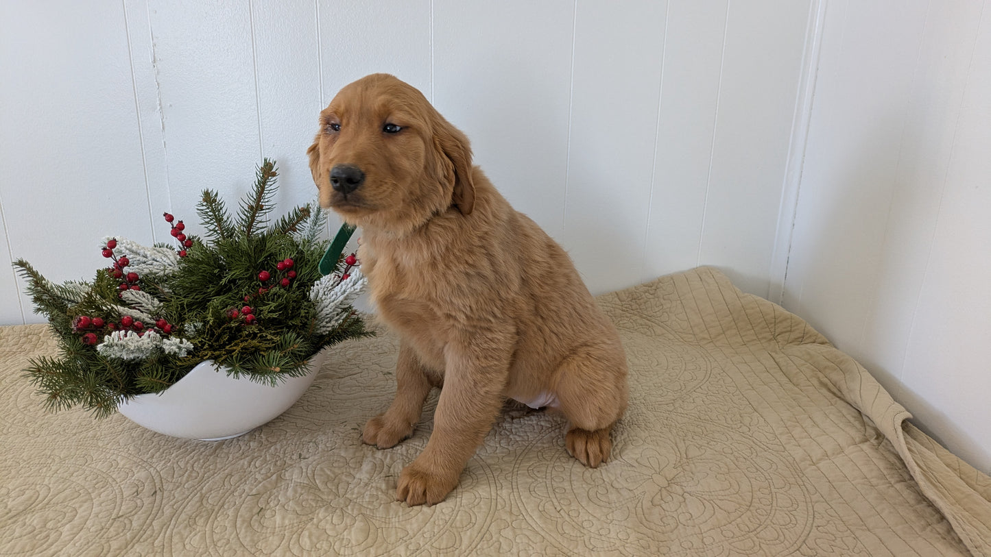 GOLDEN RETRIEVER (11/13) FEMALE