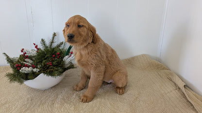 GOLDEN RETRIEVER (11/13) FEMALE