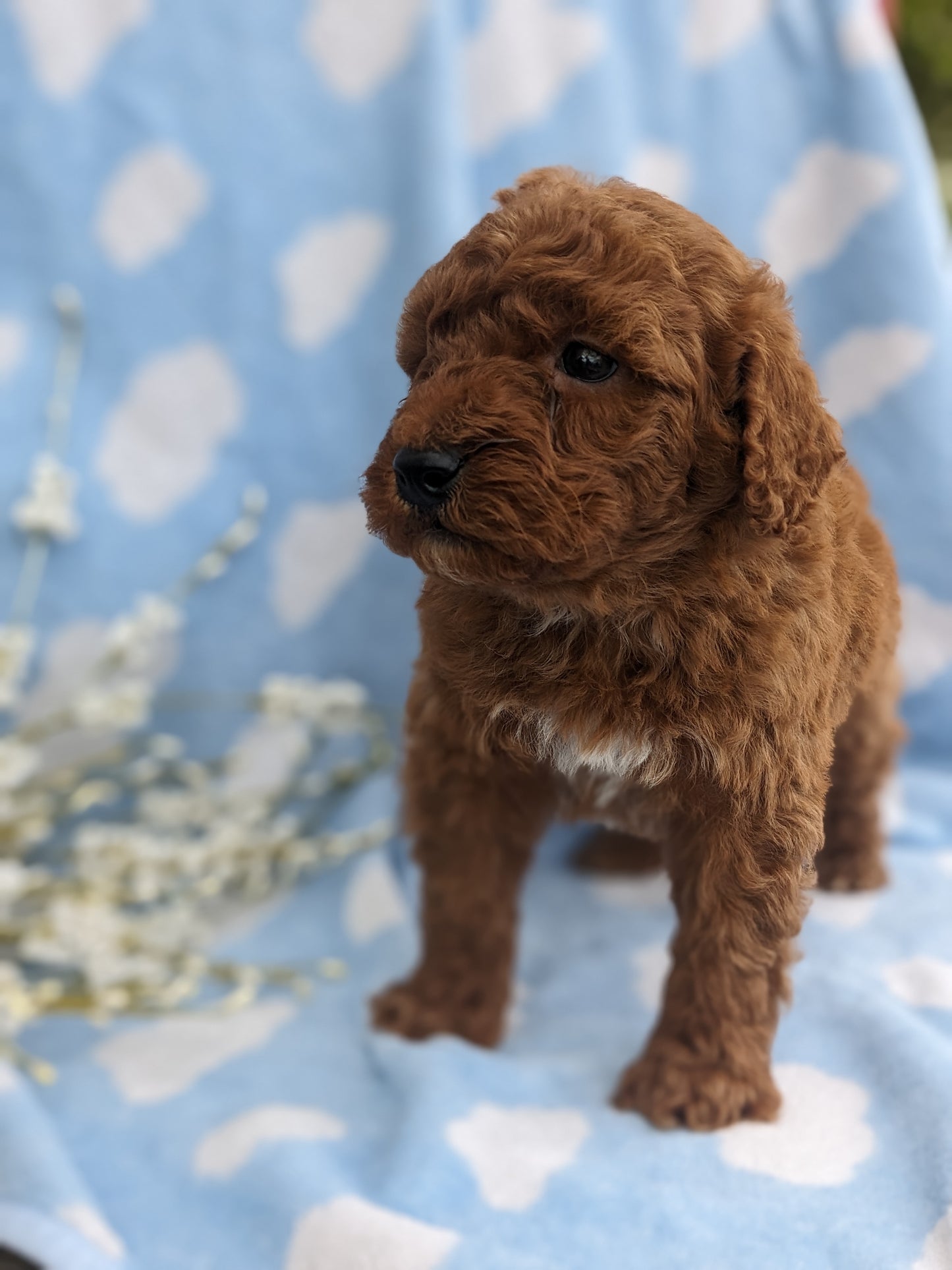 MINI GOLDENDOODLE (03/20) MALE