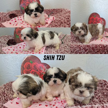 SHIH TZU (12/08) MALE