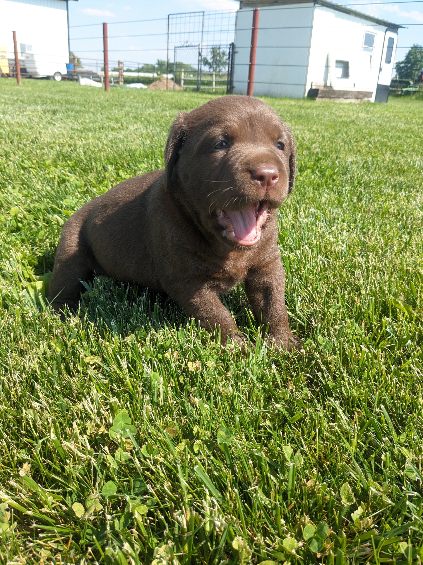 CHOCOLATE LAB (04/21) MALE