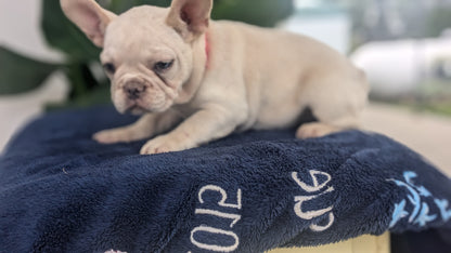 FRENCH BULLDOG (04/17) FEMALE