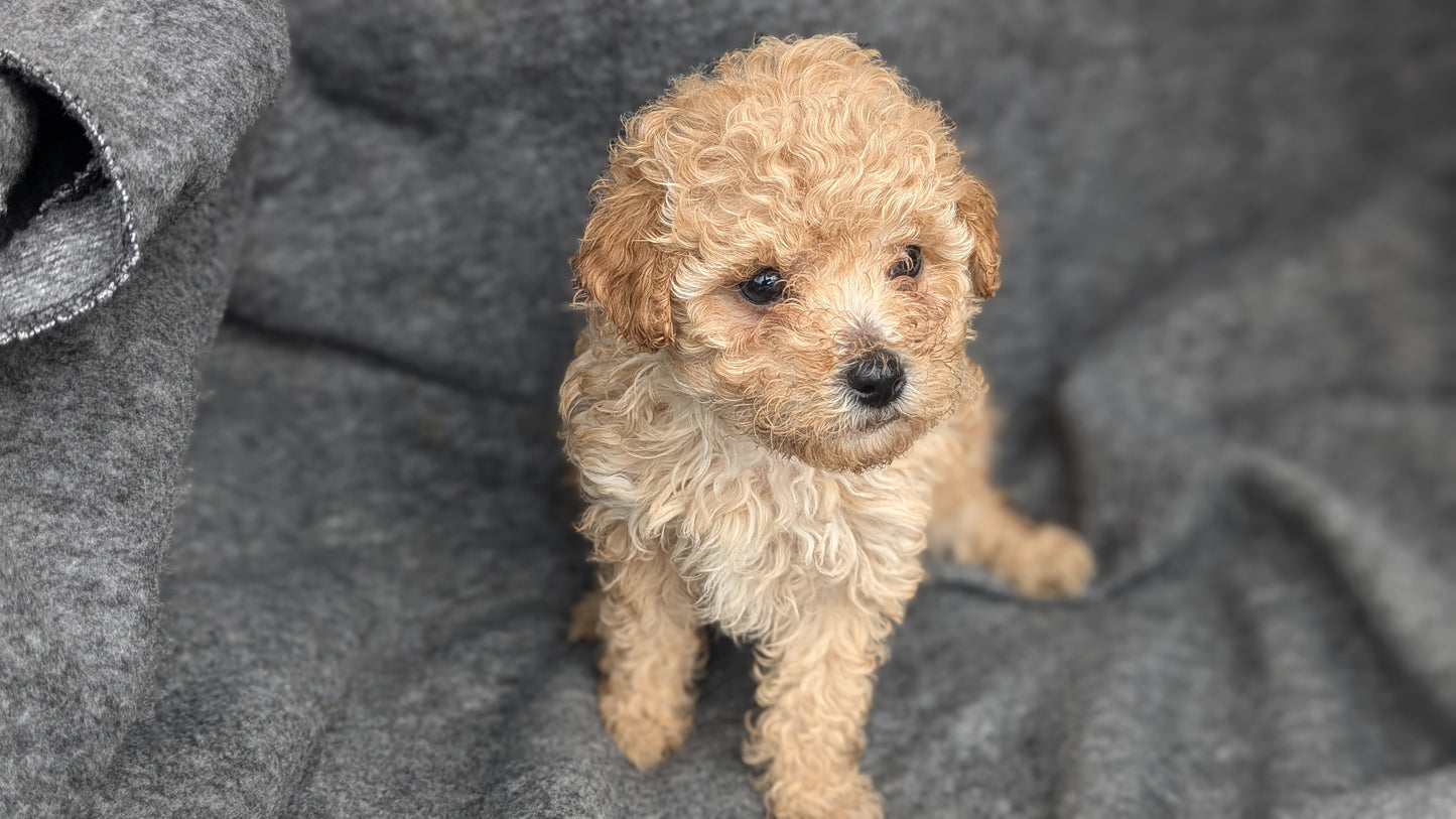 MALTIPOO (09/23) FEMALE